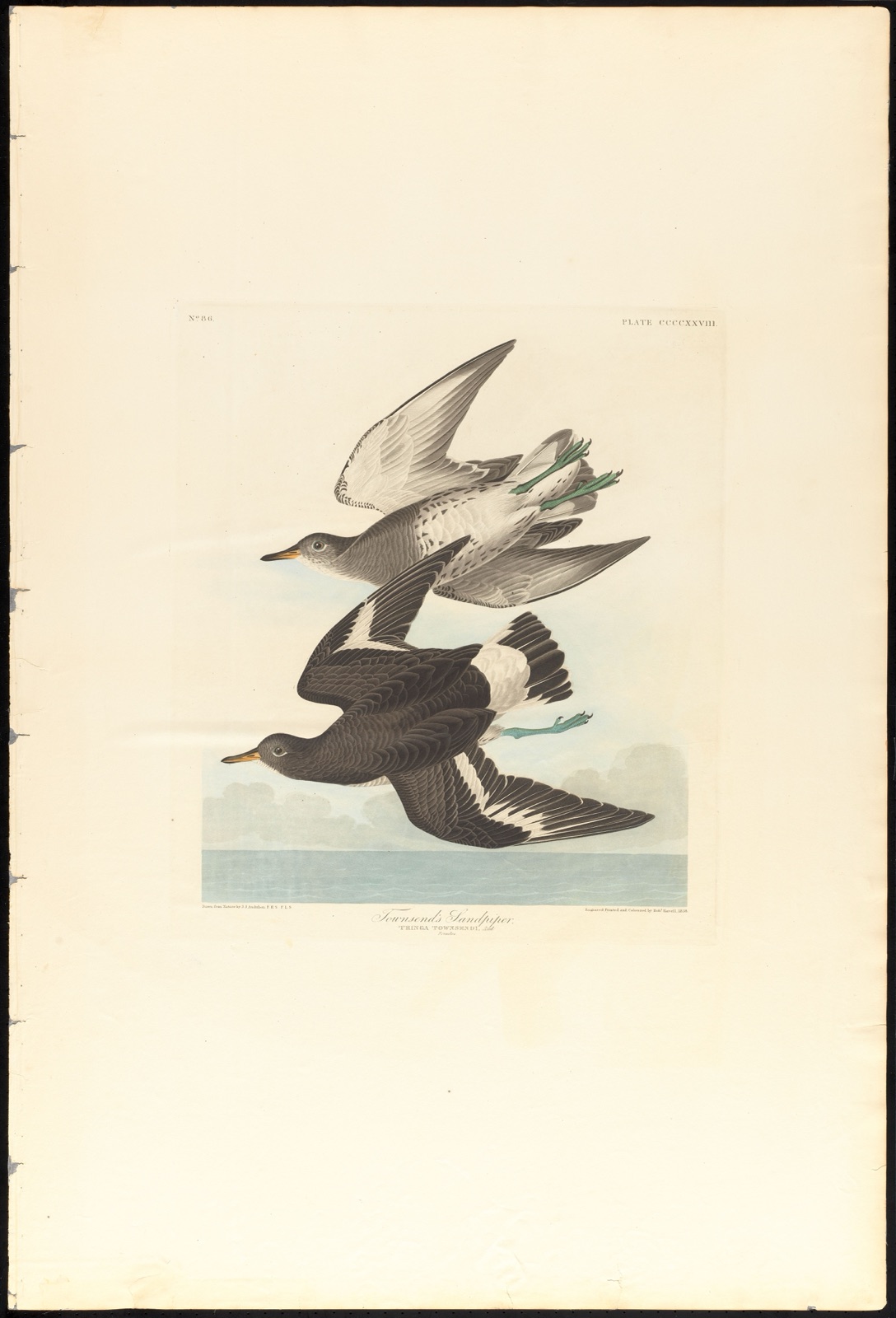 Townsend's sandpiper — Audubon, John James, 1785-1851 (Artist); Havell, Robert, 1793-1878 (Engraver)