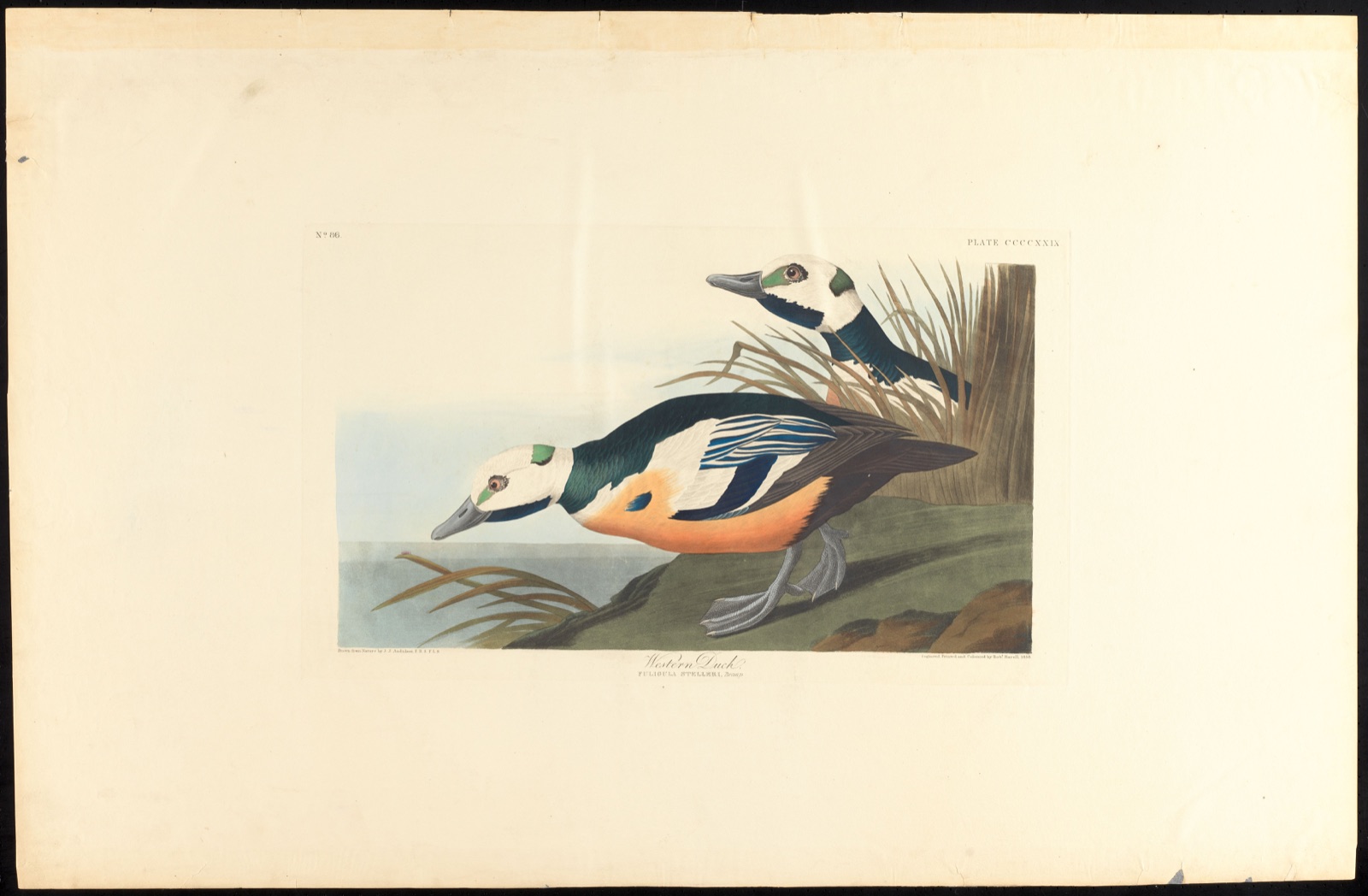 Western duck — Audubon, John James, 1785-1851 (Artist); Havell, Robert, 1793-1878 (Engraver)