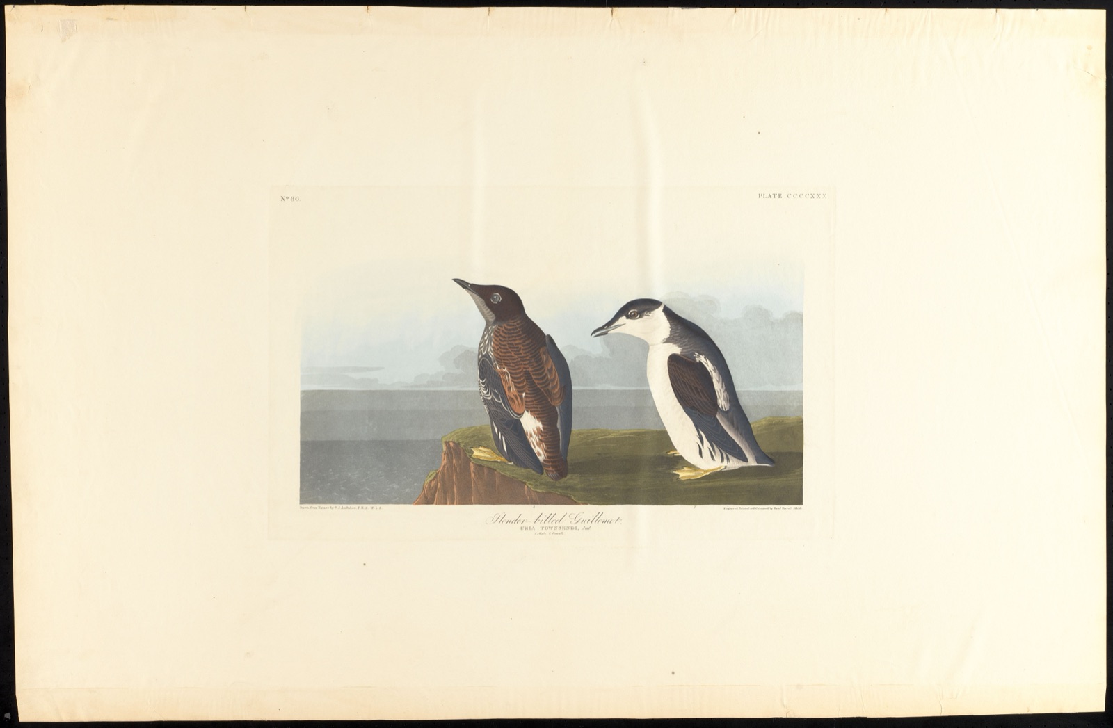 Slender-billed guillemot — Audubon, John James, 1785-1851 (Artist); Havell, Robert, 1793-1878 (Engraver)