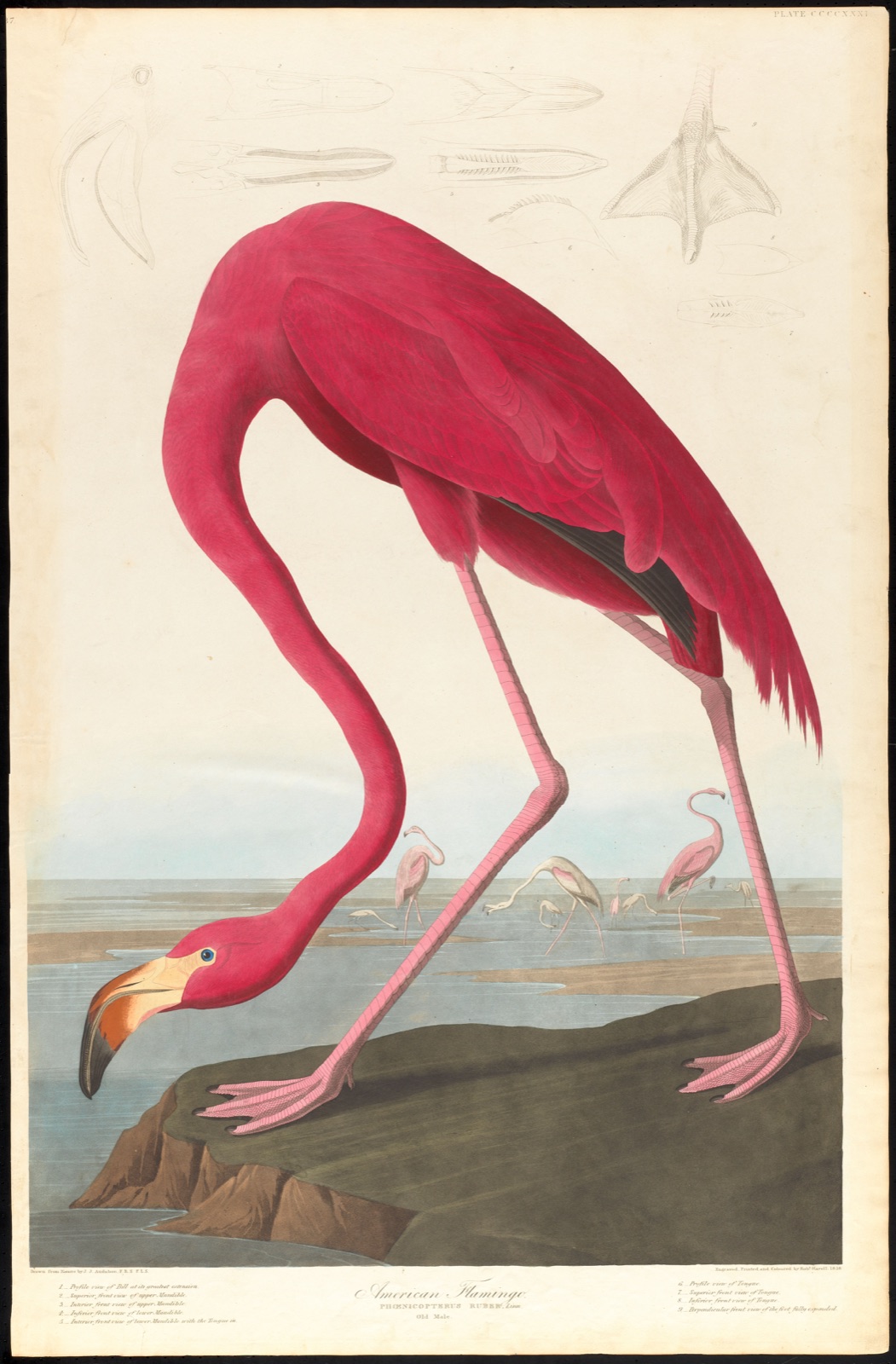 American flamingo — Audubon, John James, 1785-1851 (Artist); Havell, Robert, 1793-1878 (Engraver)