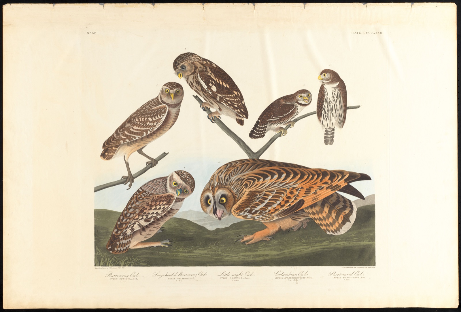 Burrowing owl. Large-headed burrowing owl. Little night owl. Columbian owl. Short-eared owl — Audubon, John James, 1785-1851 (Artist); Havell, Robert, 1793-1878 (Engraver)