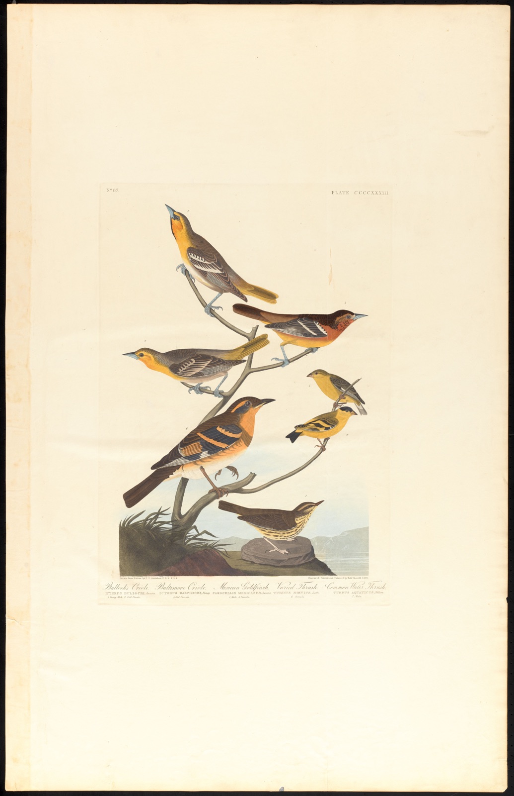 Bullock's oriole. Baltimore oriole. Mexican goldfinch. Varied thrush. Common water thrush — Audubon, John James, 1785-1851 (Artist); Havell, Robert, 1793-1878 (Engraver)