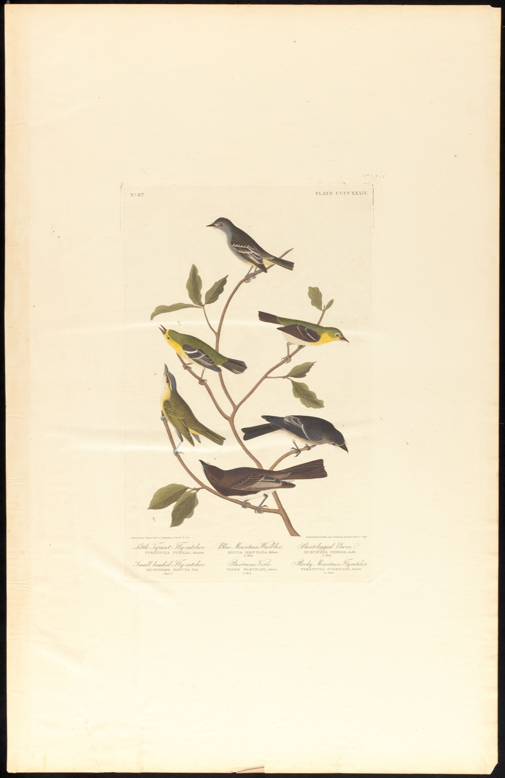 Little tyrant fly-catcher. Small-headed fly-catcher. Blue mountain warbler. Bartram's vireo. Short-legged pewee. Rocky mountain fly-catcher — Audubon, John James, 1785-1851 (Artist); Havell, Robert, 1793-1878 (Engraver)
