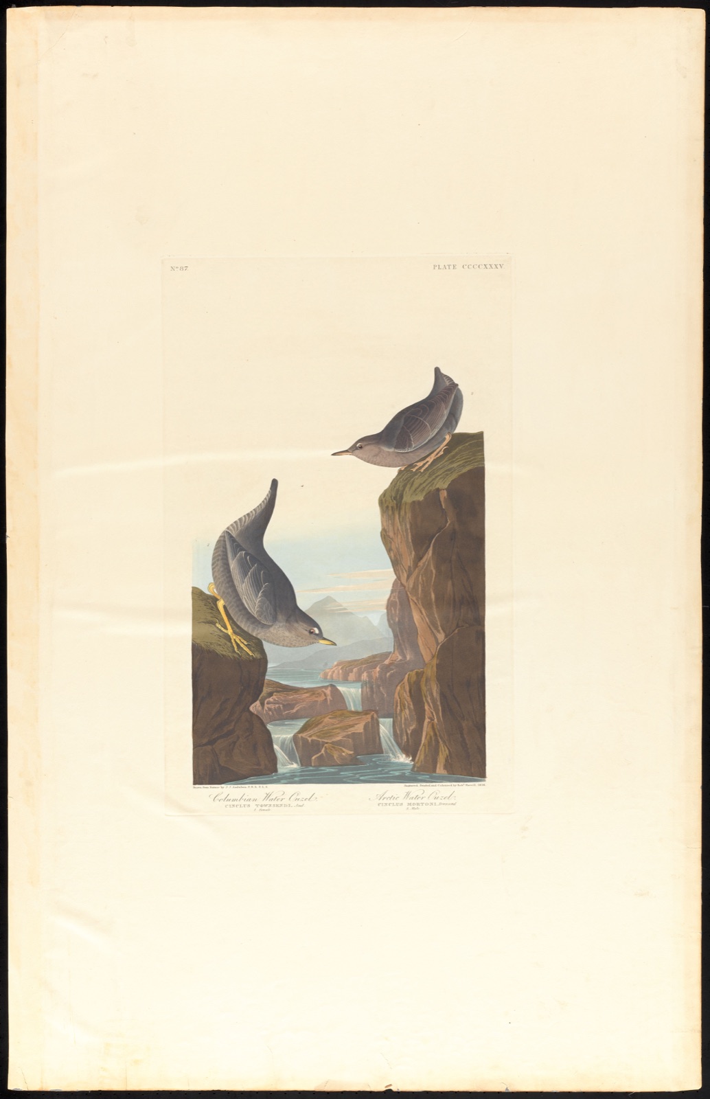 Columbian water ouzel. Arctic water ouzel — Audubon, John James, 1785-1851 (Artist); Havell, Robert, 1793-1878 (Engraver)