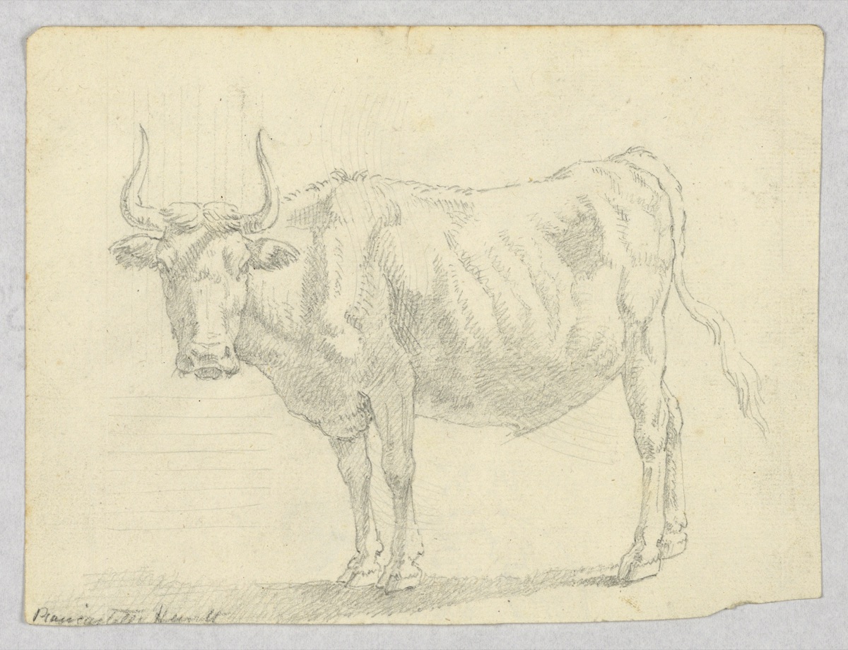 Study of a Cow