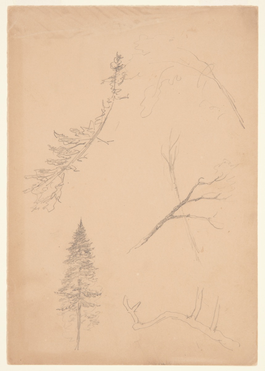 Botanical Sketches, Maine — Frederic Edwin Church, American, 1826–1900
