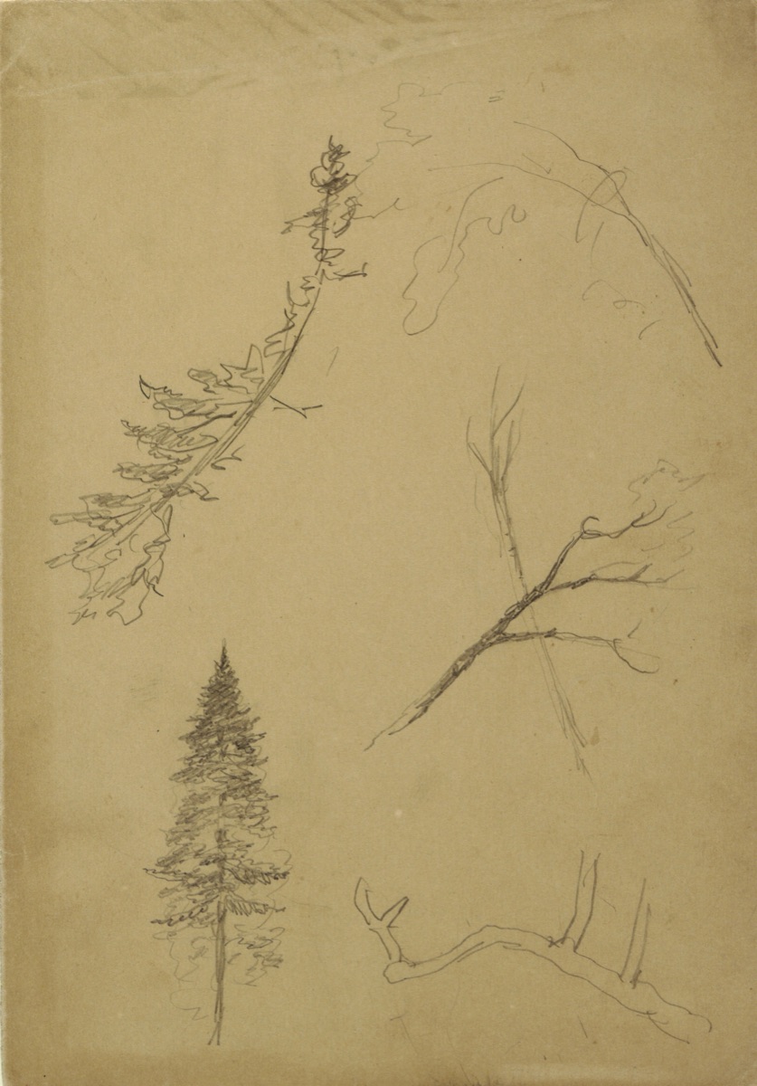 Botanical Sketches, Maine — Frederic Edwin Church, American, 1826–1900
