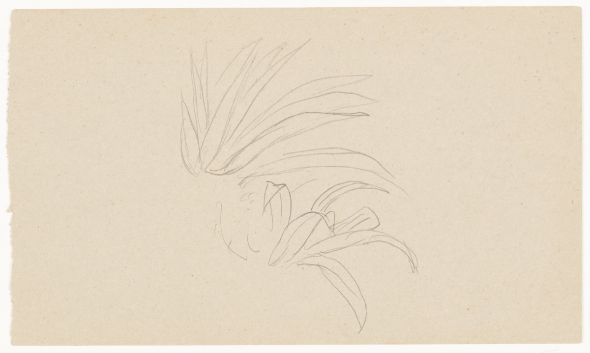 Botanical Sketch, Jamaica — Frederic Edwin Church, American, 1826–1900