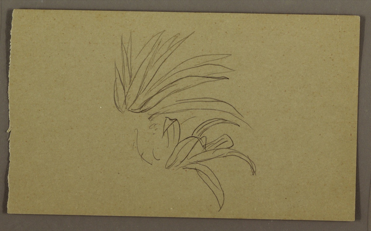 Botanical Sketch, Jamaica — Frederic Edwin Church, American, 1826–1900