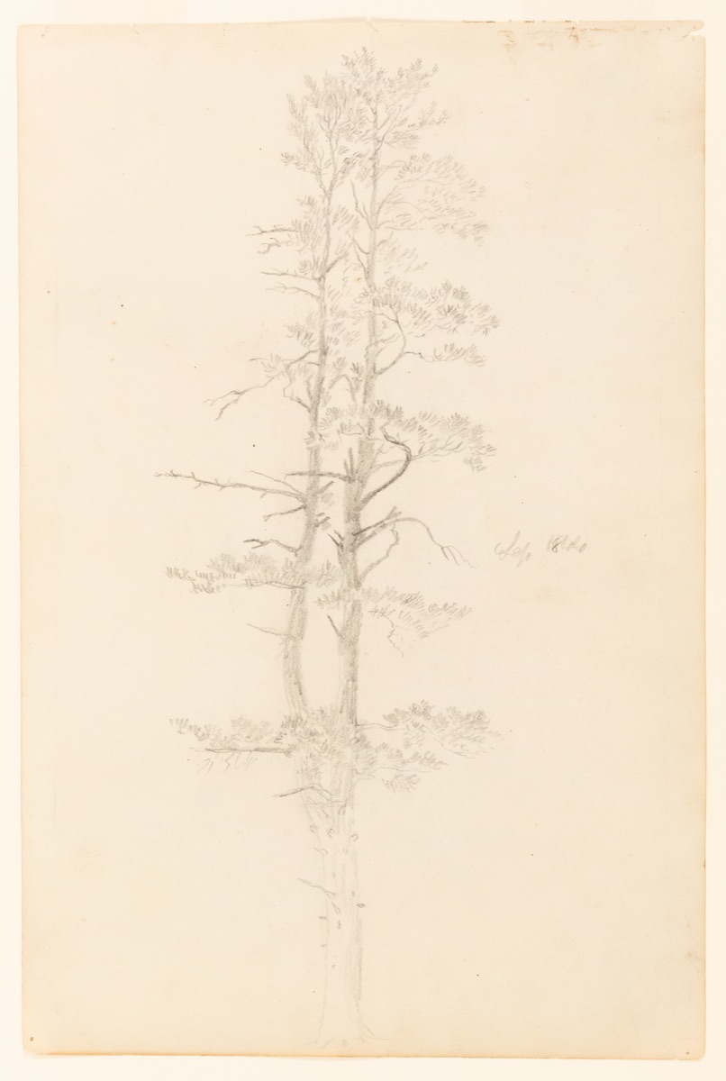 Evergreen Tree, Catskill, New York — Frederic Edwin Church, American, 1826–1900