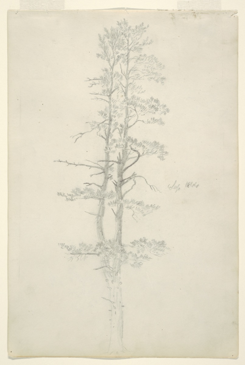 Evergreen Tree, Catskill, New York — Frederic Edwin Church, American, 1826–1900