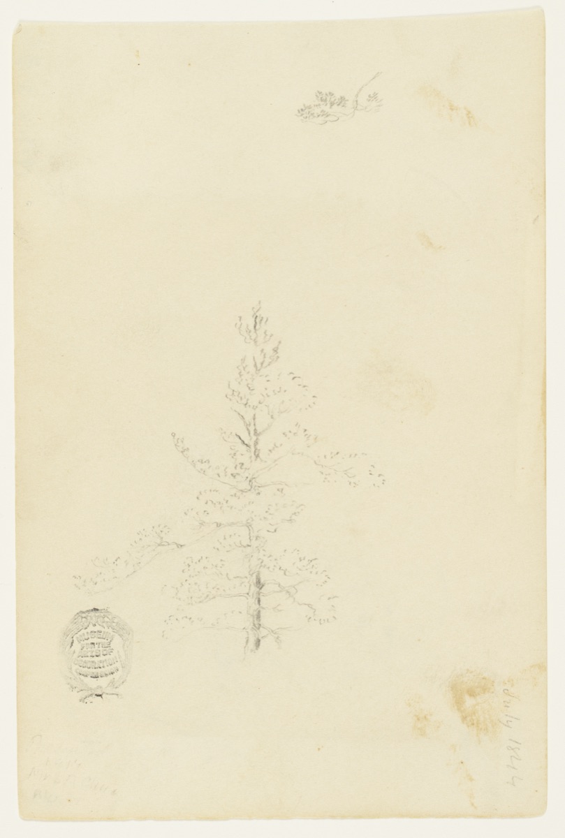 Evergreen Tree, Catskill, New York — Frederic Edwin Church, American, 1826–1900