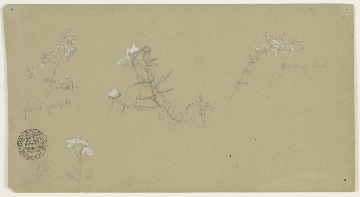Sketches of Flowering Plants — Frederic Edwin Church, American, 1826–1900
