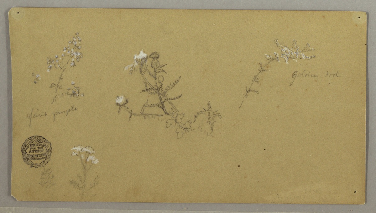 Sketches of Flowering Plants — Frederic Edwin Church, American, 1826–1900