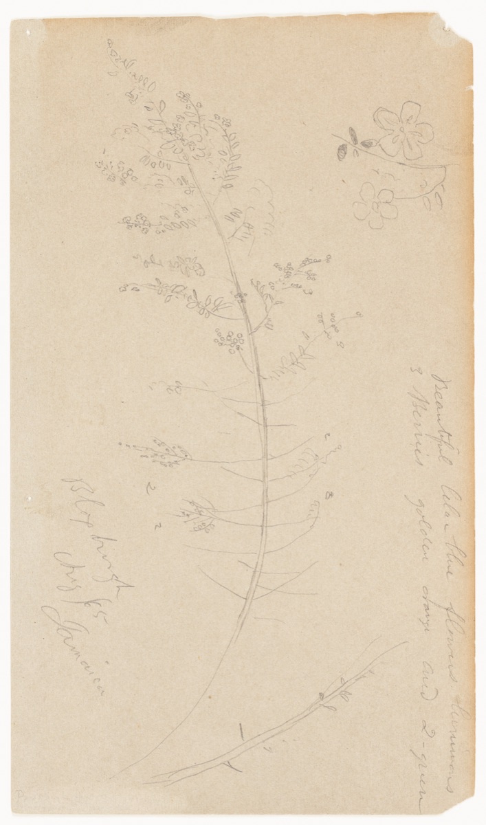 Botanical Sketches, Bloxburgh, Jamaica — Frederic Edwin Church, American, 1826–1900