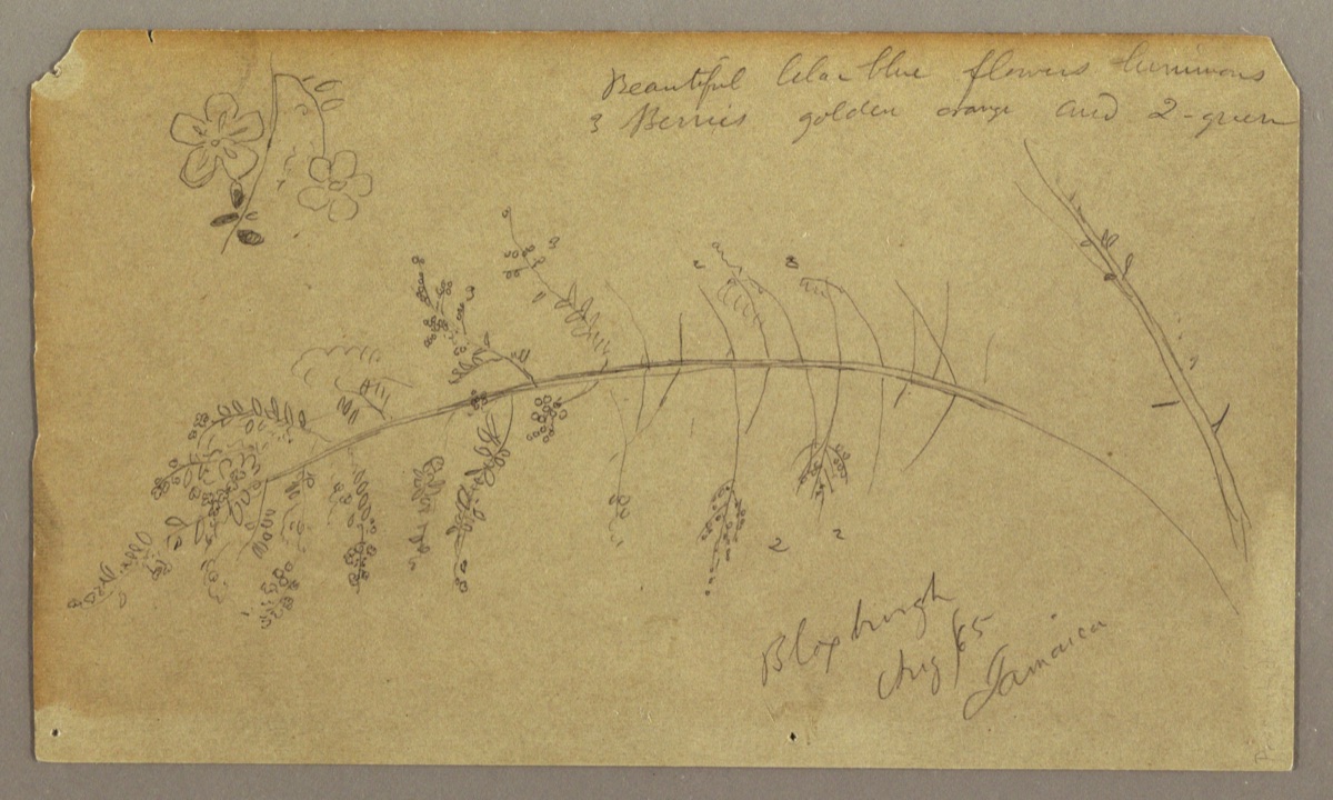 Botanical Sketches, Bloxburgh, Jamaica — Frederic Edwin Church, American, 1826–1900
