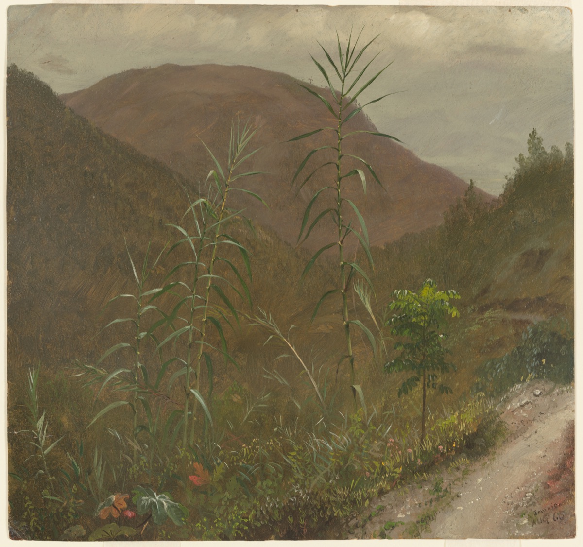 Wild Sugar Cane, Jamaica — Frederic Edwin Church, American, 1826–1900