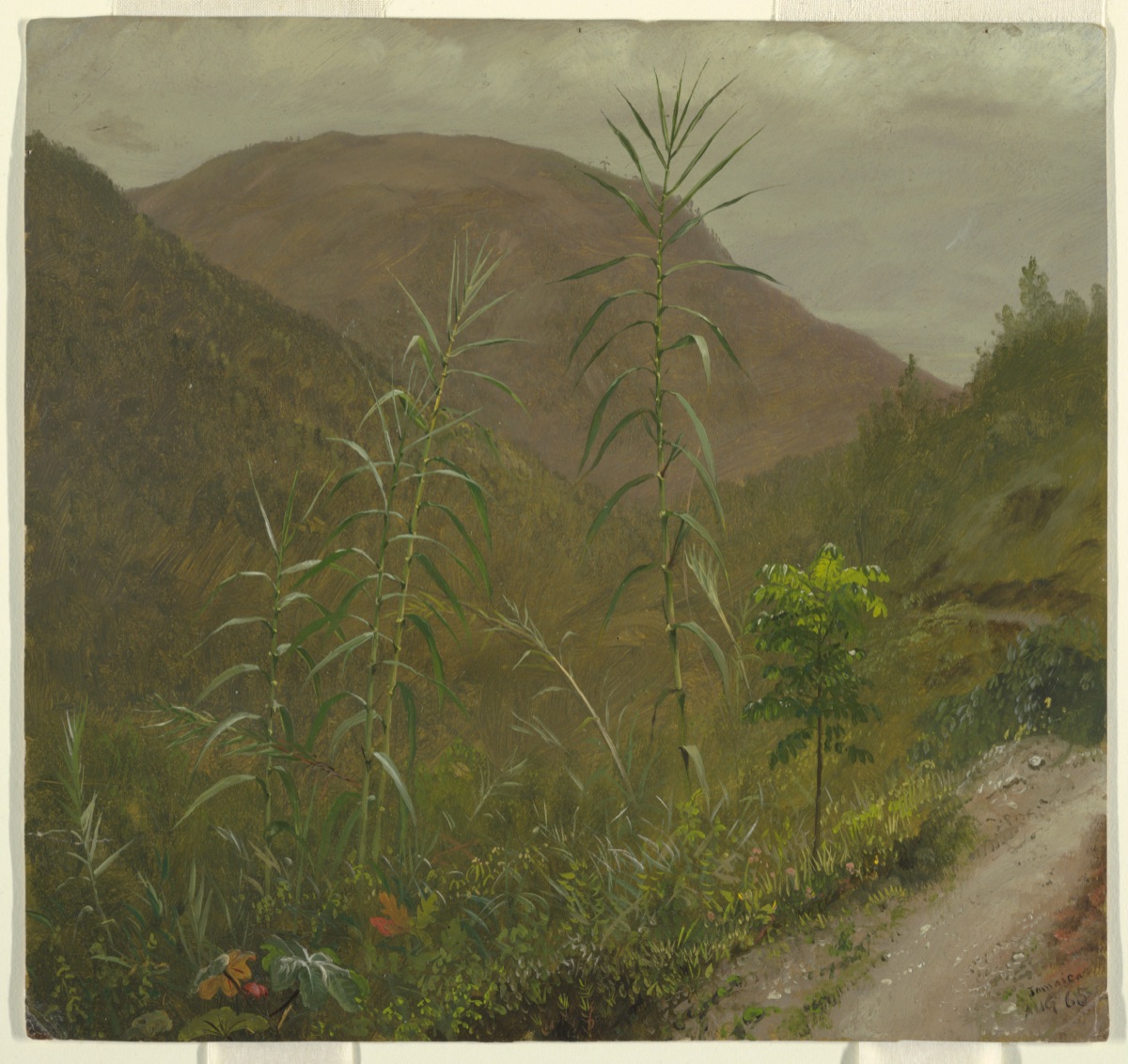 Wild Sugar Cane, Jamaica — Frederic Edwin Church, American, 1826–1900