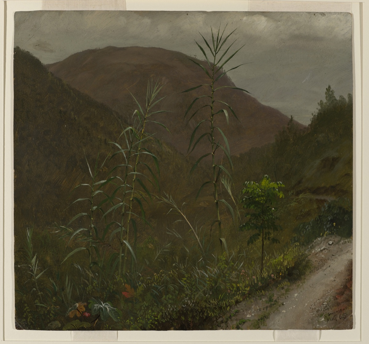 Wild Sugar Cane, Jamaica — Frederic Edwin Church, American, 1826–1900
