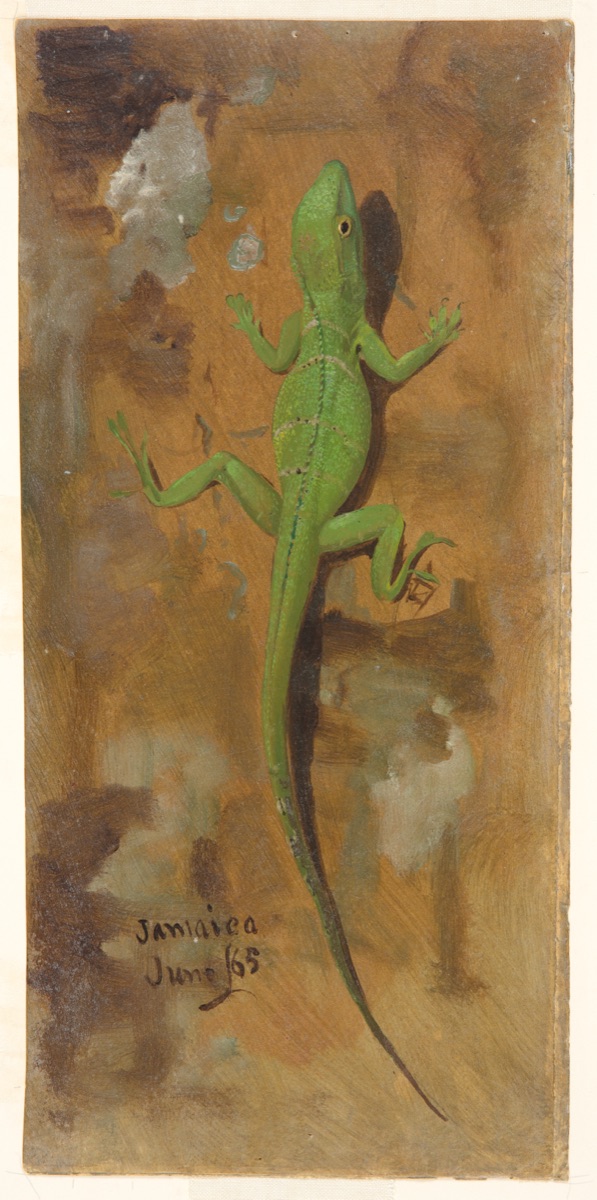 A Lizard, Jamaica — Frederic Edwin Church, American, 1826–1900