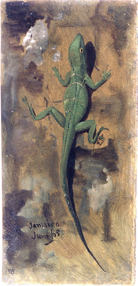 A Lizard, Jamaica — Frederic Edwin Church, American, 1826–1900