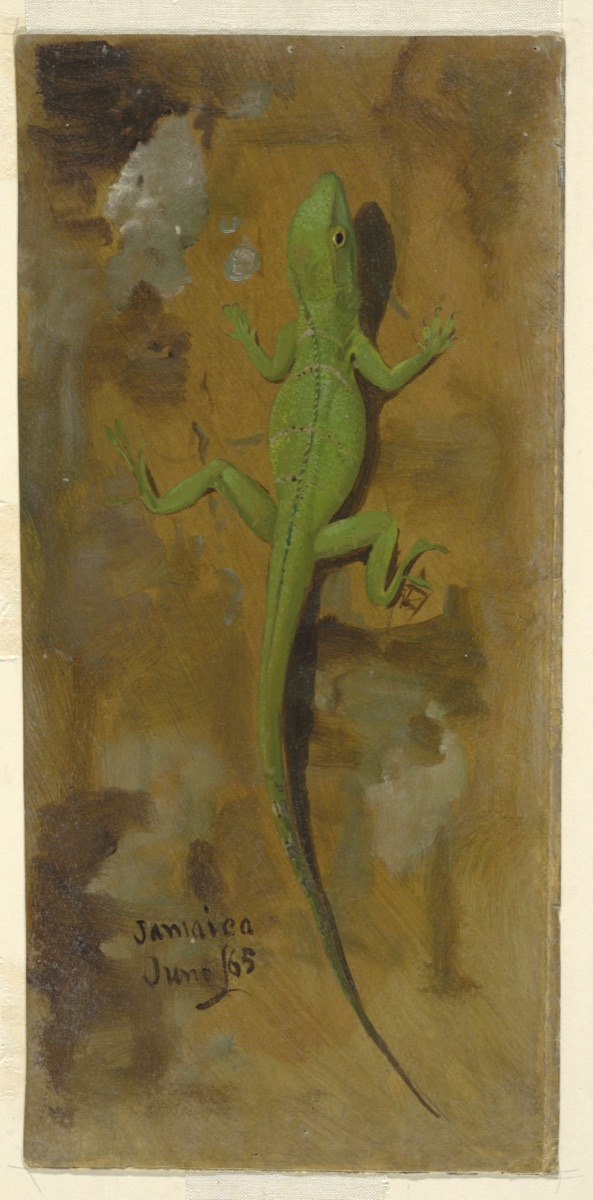 A Lizard, Jamaica — Frederic Edwin Church, American, 1826–1900