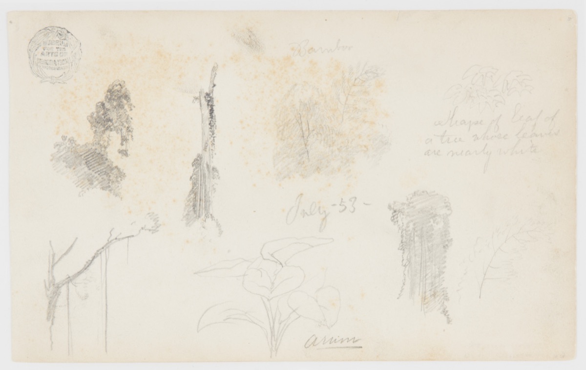 Botanical Sketches, Colombia — Frederic Edwin Church, American, 1826–1900