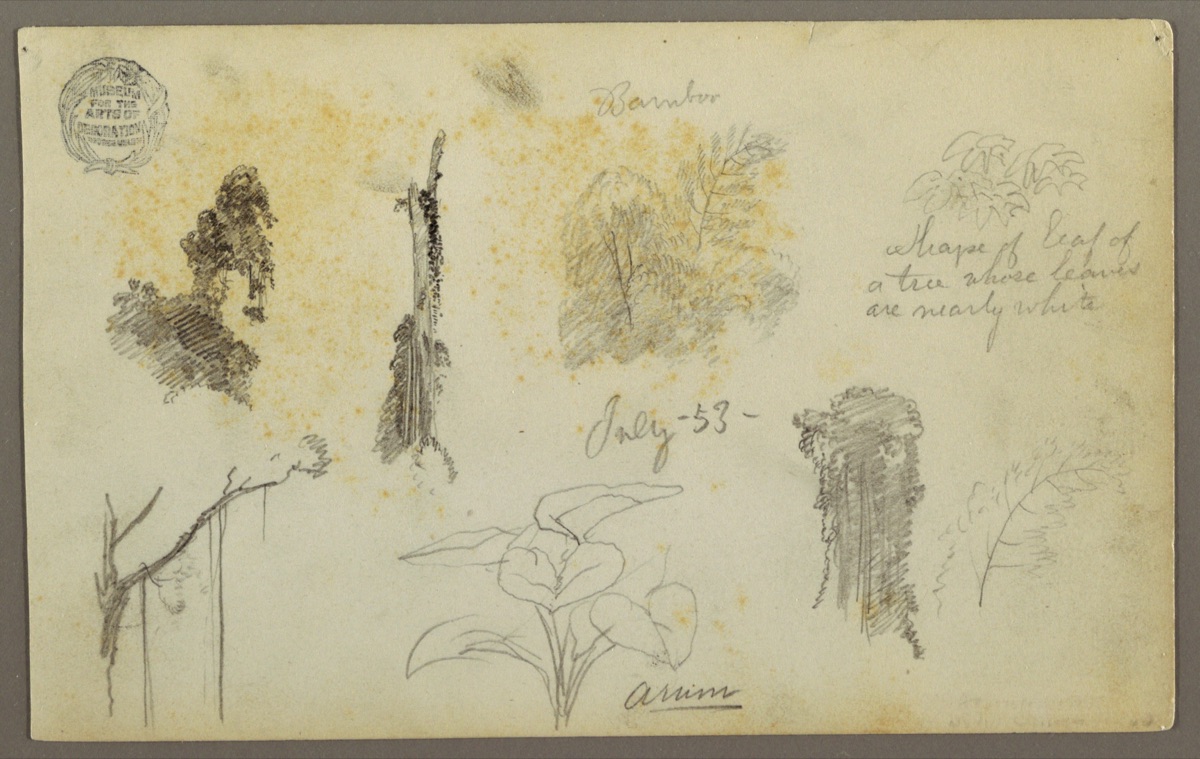Botanical Sketches, Colombia — Frederic Edwin Church, American, 1826–1900