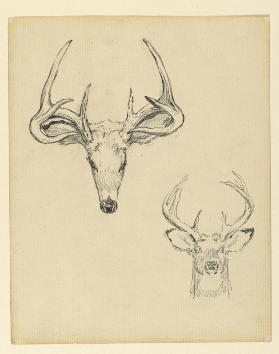 Study of stag head — Kenyon Cox, American, 1856–1919