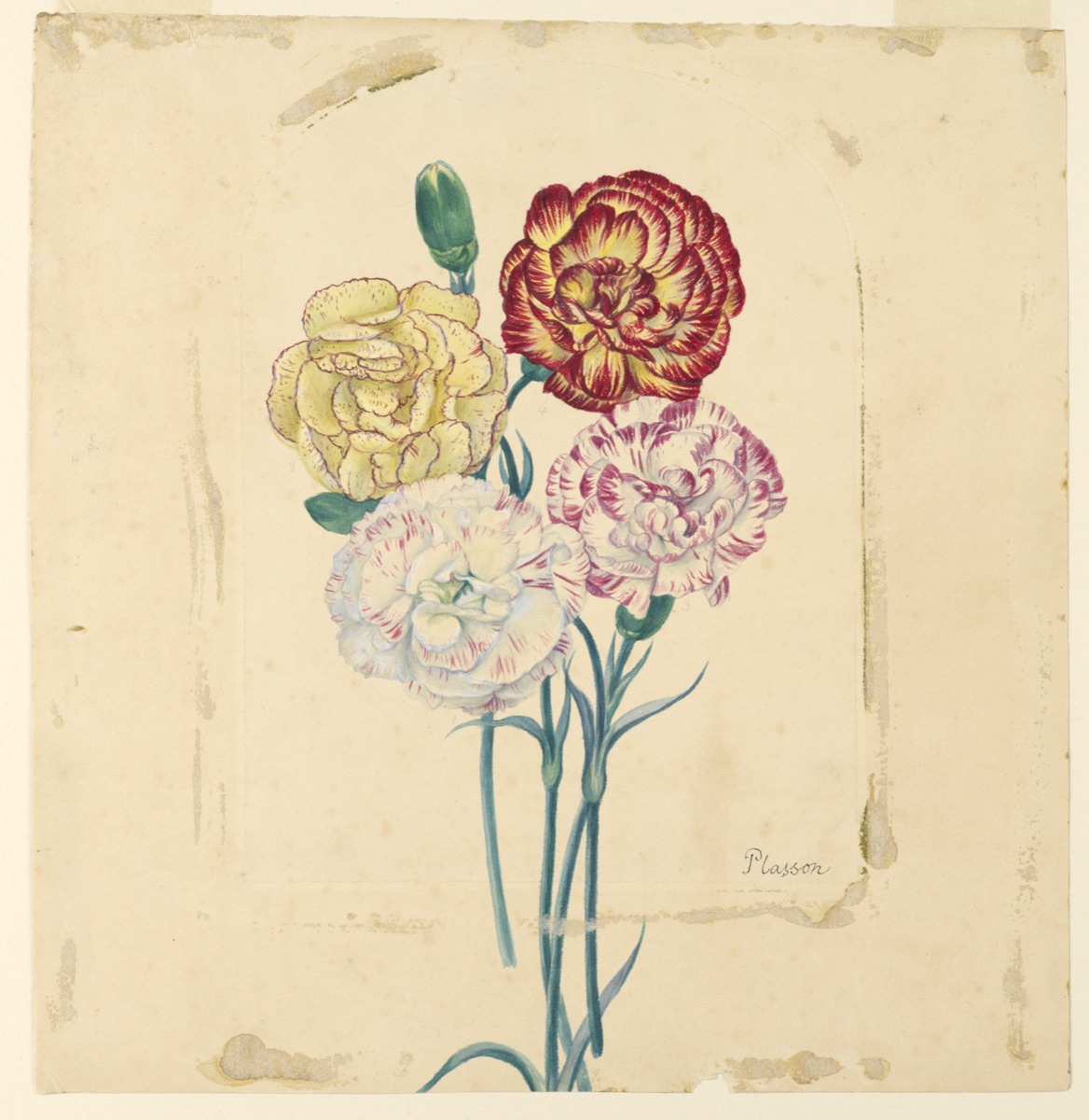 Four carnations