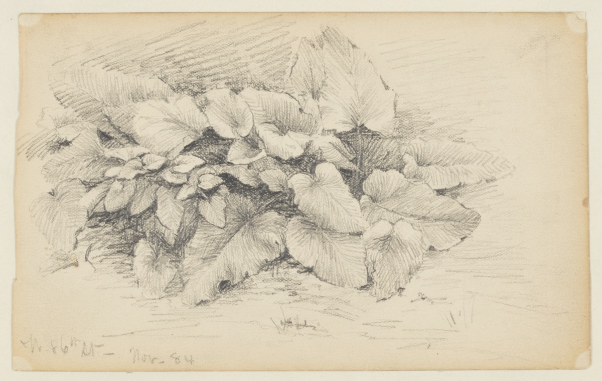 Study of a Plant, West 86th Street — Walter Clark, American, 1848–1917