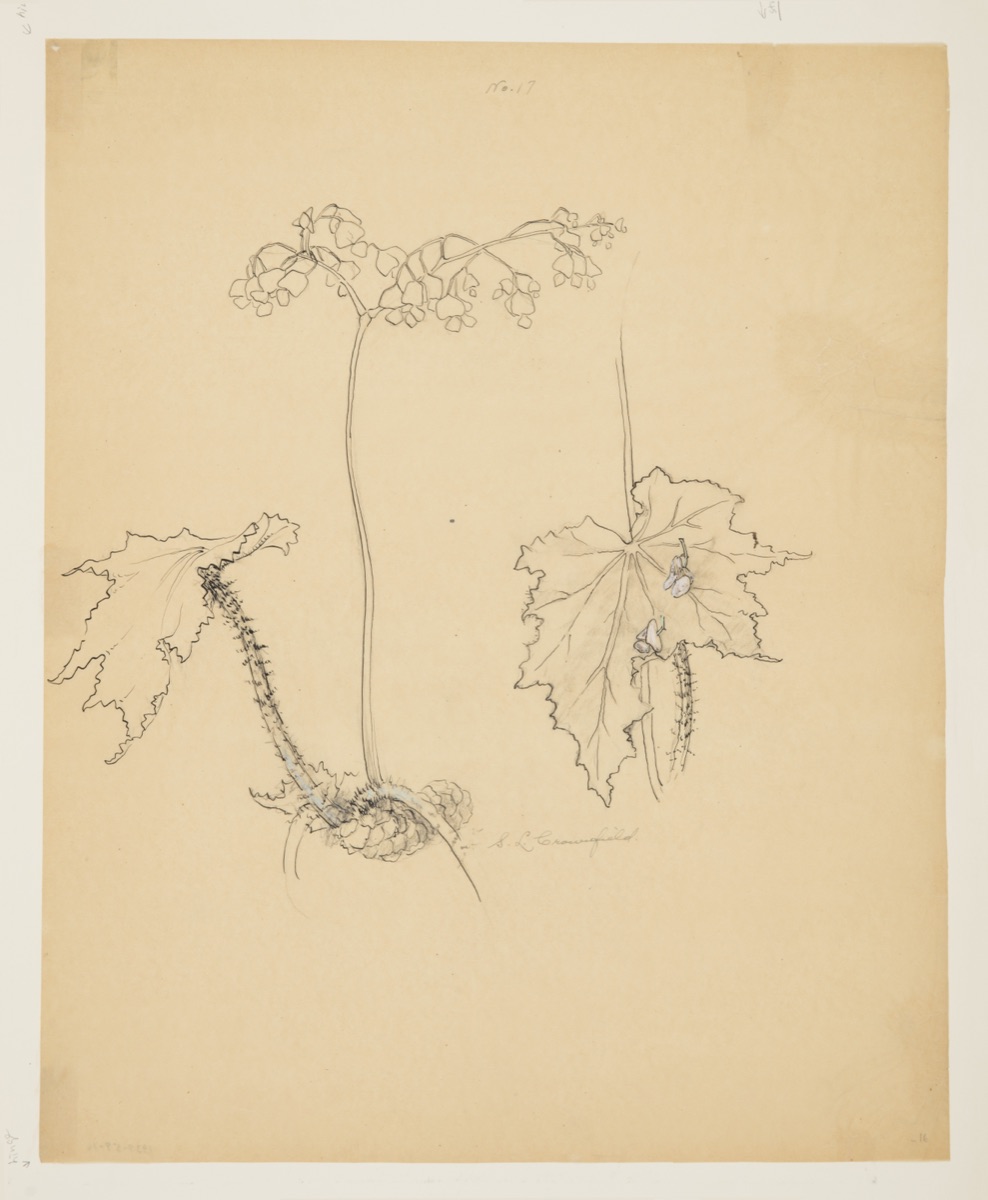 Study of Begonia — Sophia L. Crownfield, American, 1862–1929