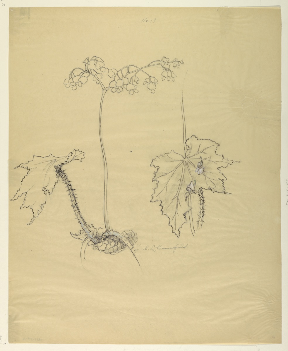 Study of Begonia — Sophia L. Crownfield, American, 1862–1929