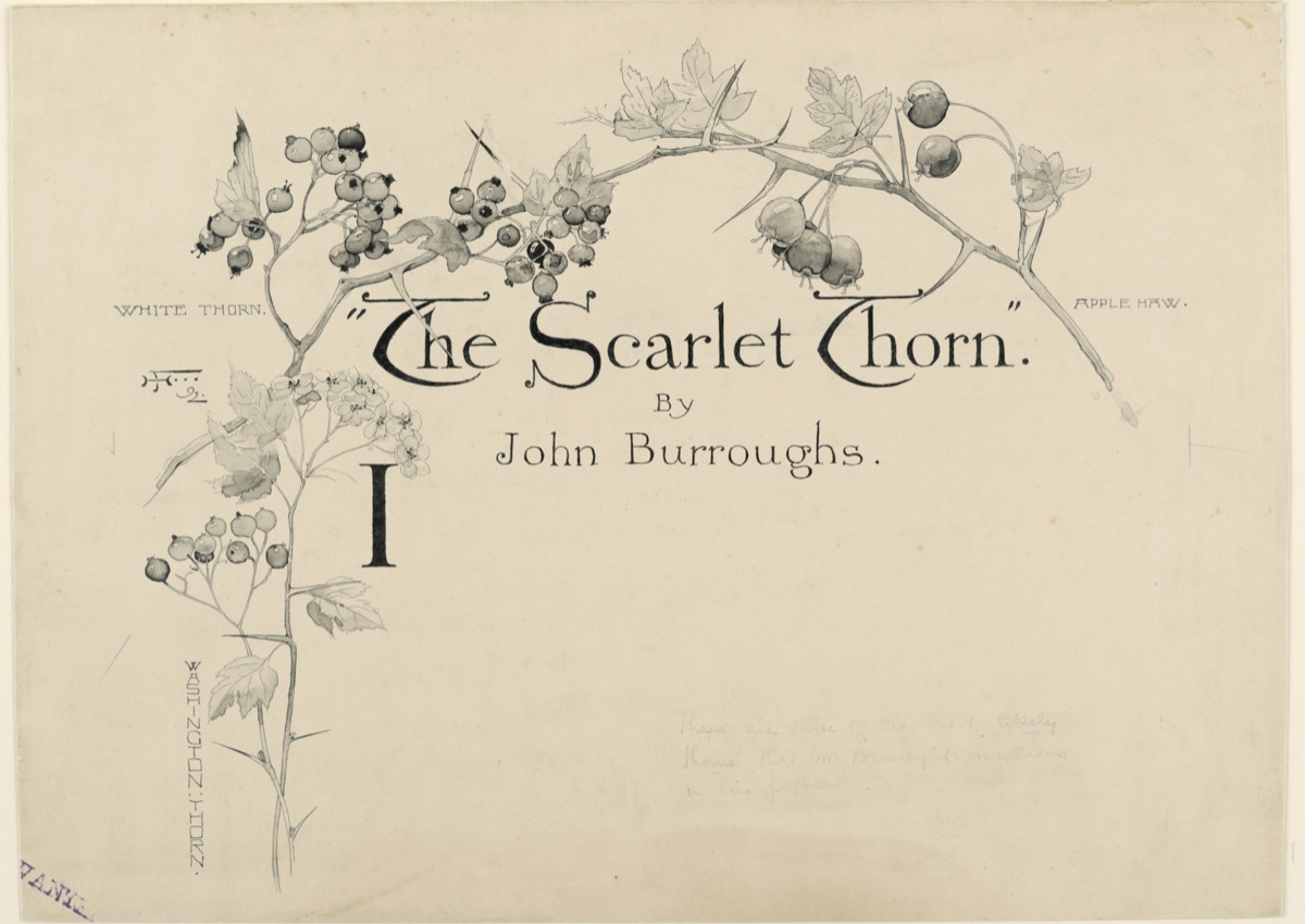 Design for Title Page Heading of "The Scarlet Thorn" by John Burroughs — Harry Fenn, American, 1845–1911