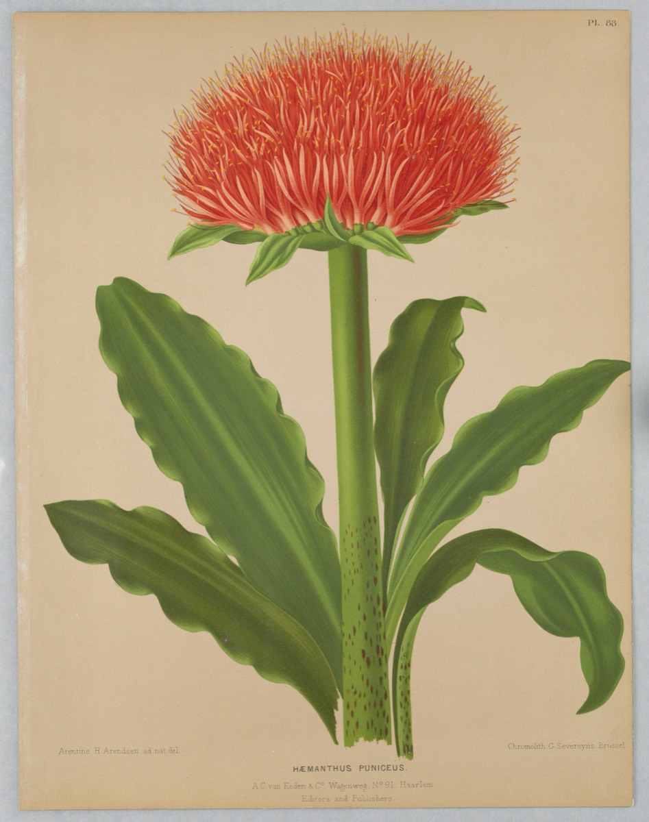 Haemanthus Puniceus, Plate 88 from A. C. Van Eeden's "Flora of Haarlem" — Arentine H. Arendsen, Dutch, 1836 - 1915; G. Severeyns, Belgian, active 1870 - 1879; A. C. van Eeden & Co, Dutch, active 19th c.