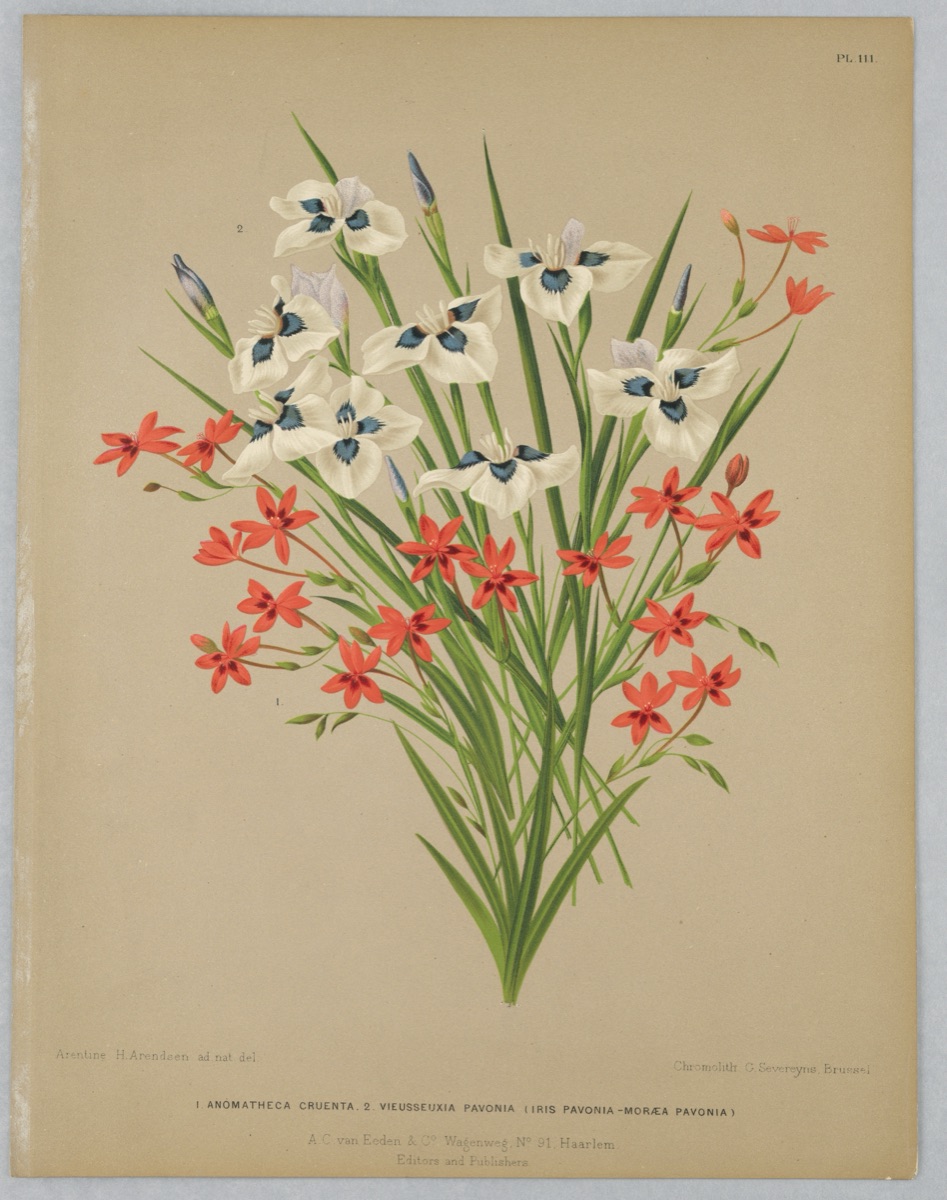 Anomatheca Cruenta, Vieusseuxie Pavonia (Iris Pavonia–Moreaea Pavonia), Plate 111 from A. C. Van Eeden's "Flora of Haarlem" — Arentine H. Arendsen, Dutch, 1836 - 1915; G. Severeyns, Belgian, active 1870 - 1879; A. C. van Eeden & Co, Dutch, active 19th c.