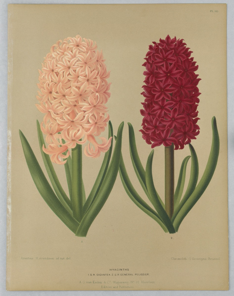 Hyacinths: I.S.R. Gigantea and Général Pelissier, Plate 115 from A. C. Van Eeden's "Flora of Haarlem" — Arentine H. Arendsen, Dutch, 1836 - 1915; G. Severeyns, Belgian, active 1870 - 1879; A. C. van Eeden & Co, Dutch, active 19th c.