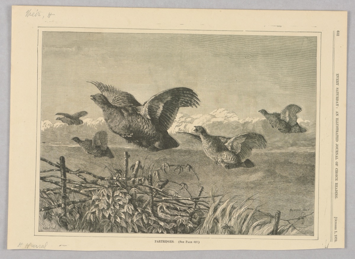 Partridge, Illustration for Every Saturday (I, October 1, 1870, p. 632) — H. Harral, English, active 1870 – 1875; Every Saturday