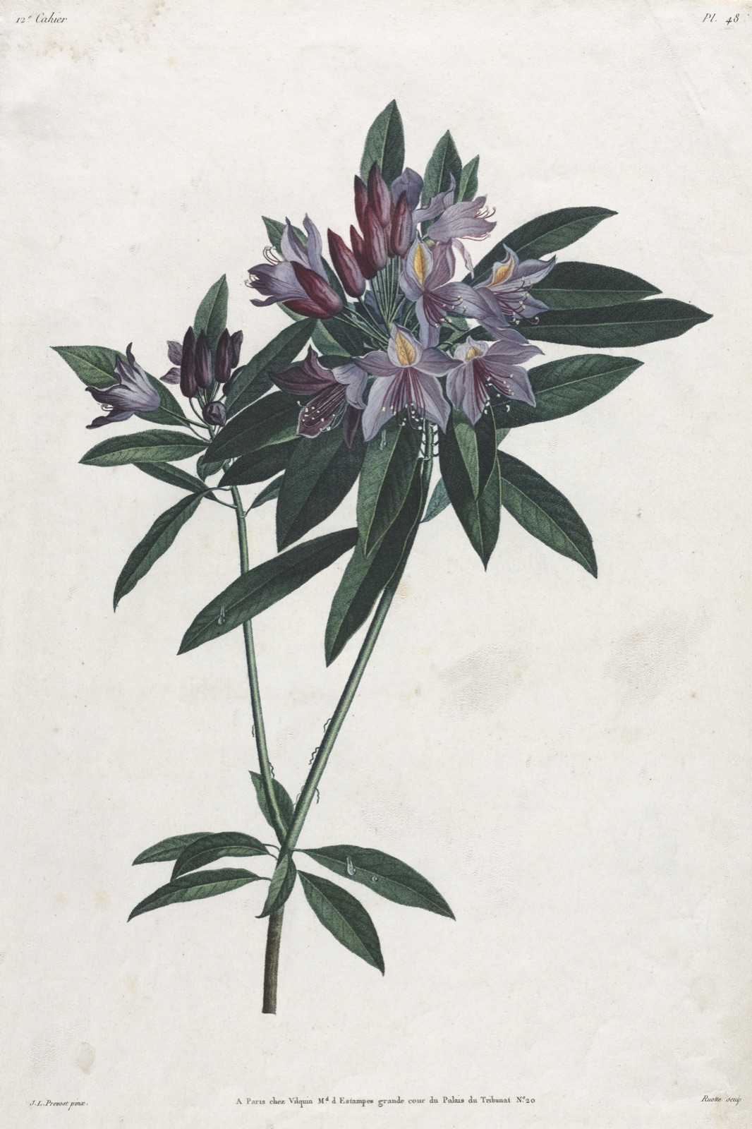 Pontic Rhododendron — Jean Louis Prévost
