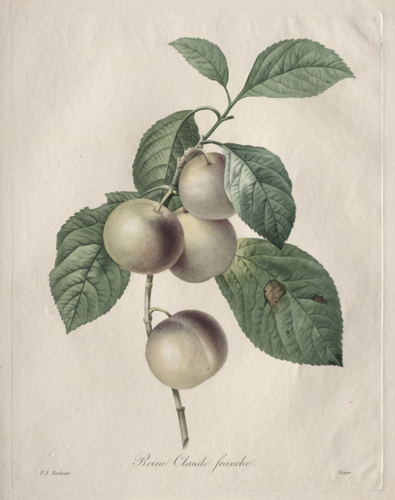 Reine Claude Plum — Henri Joseph Redouté (French, 1766–1853)