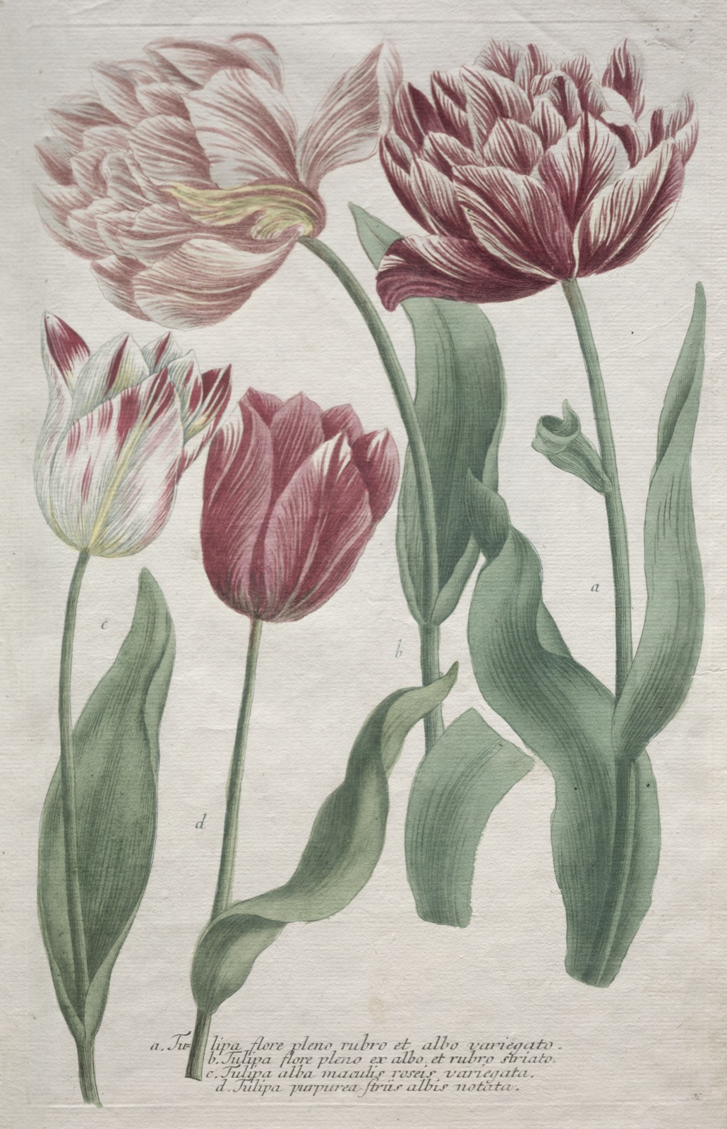 Tulips — Bartholomaus Seutter (German, 1678–1754); Johann Jakob Haid (German, 1704–1767)