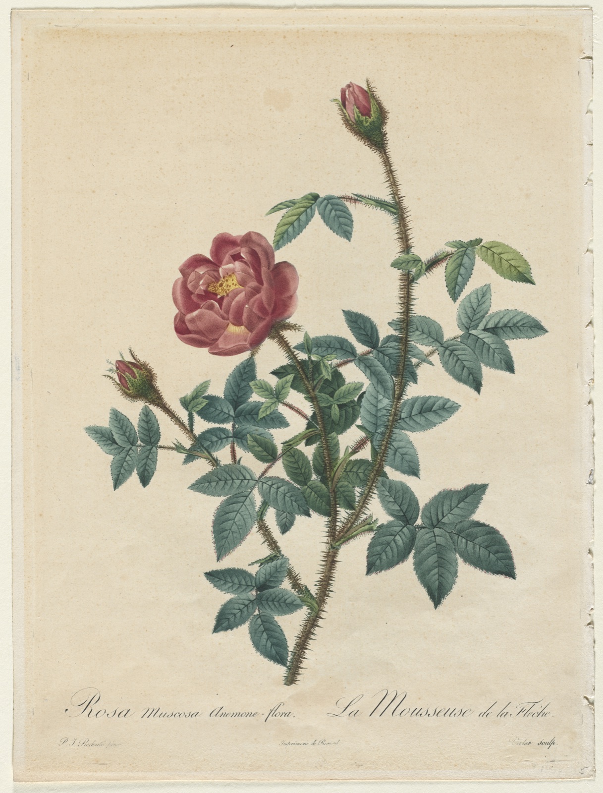 Moss Rose — Henri Joseph Redouté (French, 1766–1853)