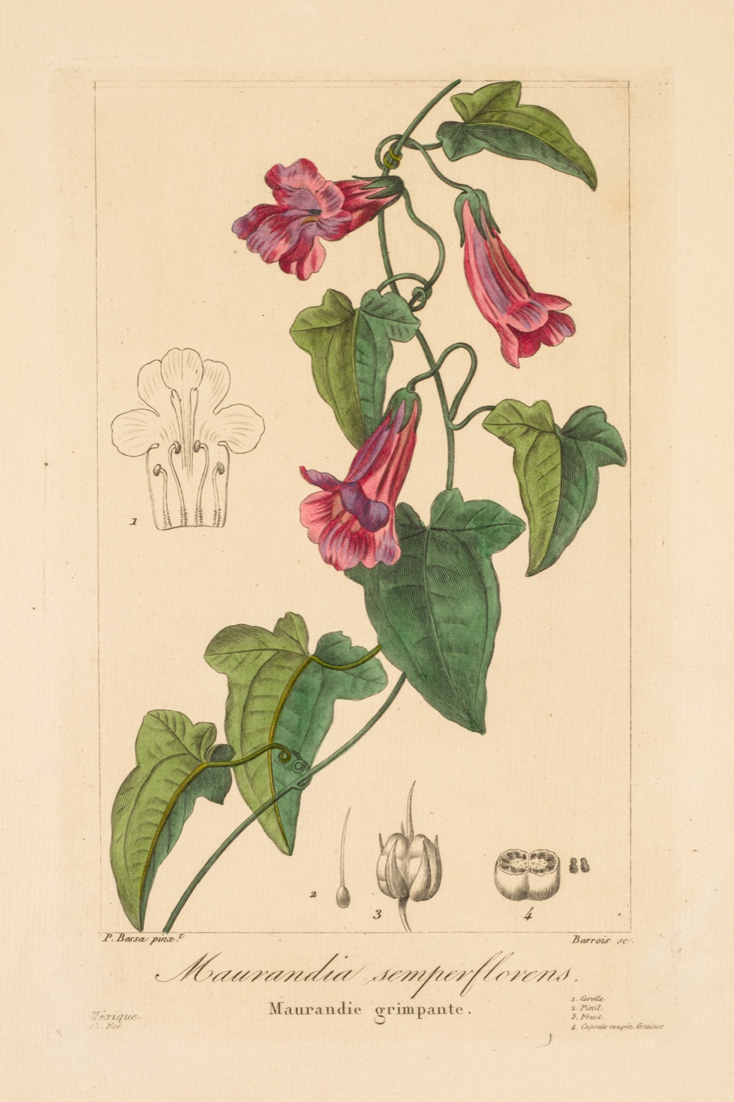 Flore des Jardiniers, Amateurs et Manufacturiers: Maurandia semperflorens — Jean Pierre Frederic Barrois (French, 1786–after 1841); Pancrace Bessa (French, 1772–1846)