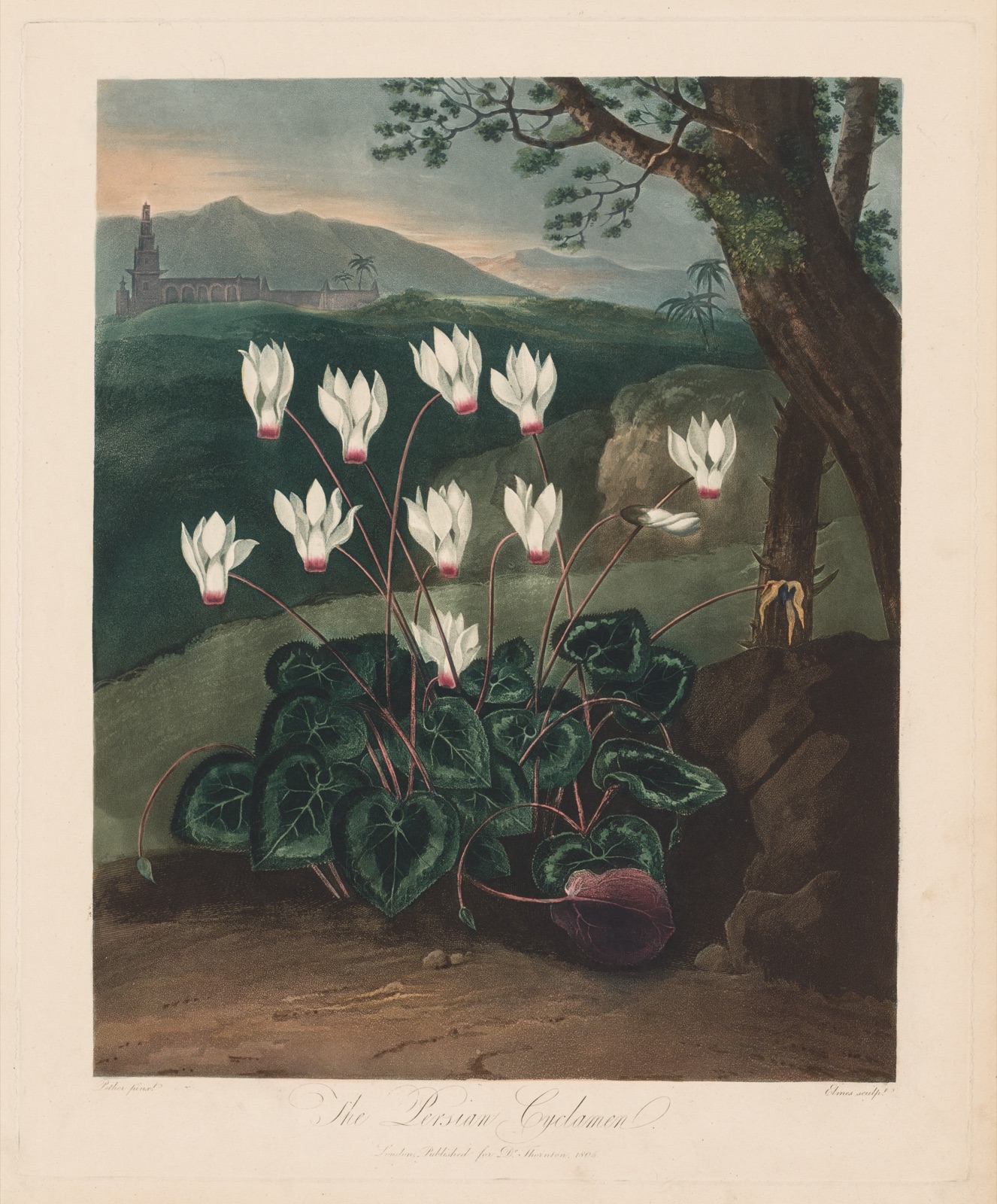 The Temple of Flora, or Garden of Nature: The Persian Cyclamen — Robert John Thornton (British, 1768–1837)