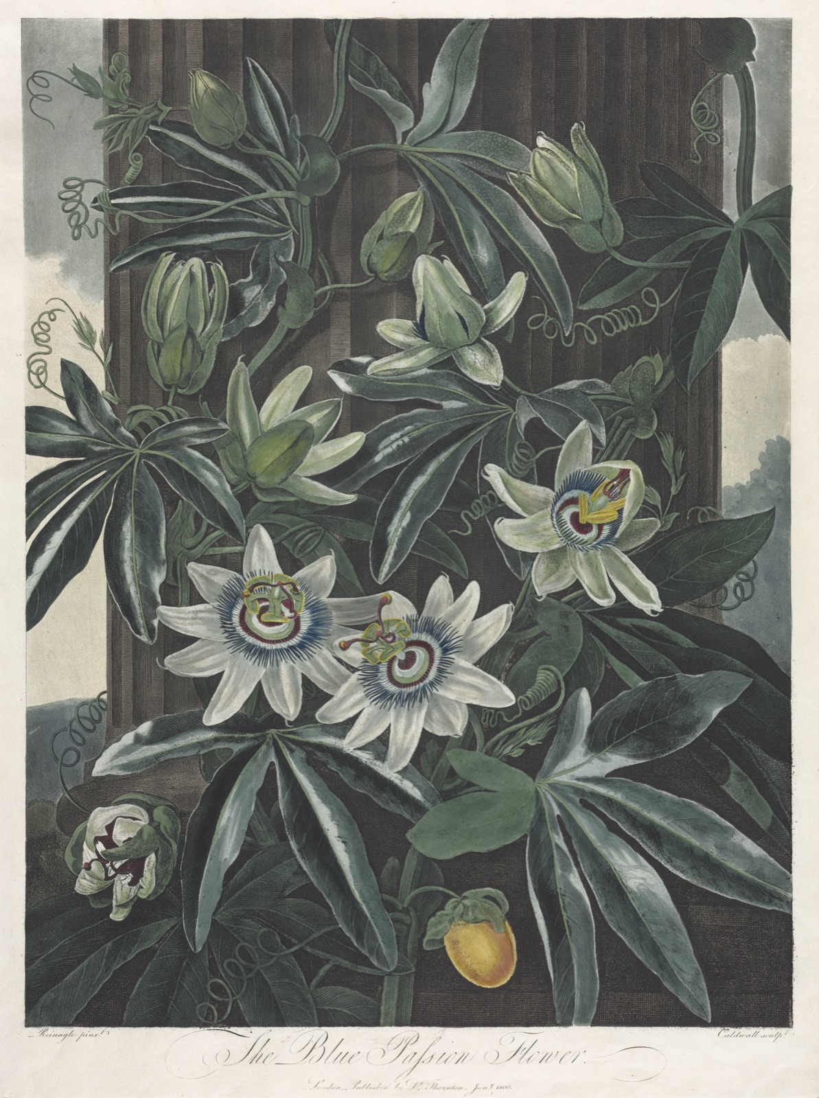 The Temple of Flora, or Garden of Nature: The Blue Passion Flower — Robert John Thornton (British, 1768–1837)