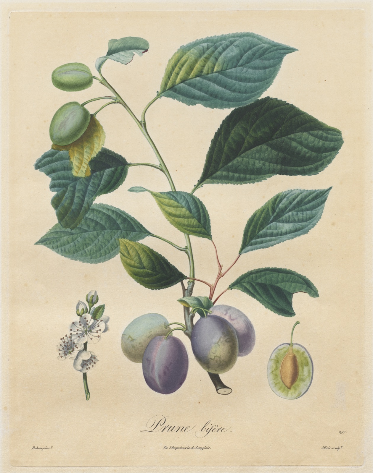 Traité des arbres fruitiers: Prune bifère — Henri Louis Duhamel du Monceau (French, 1700–1782)