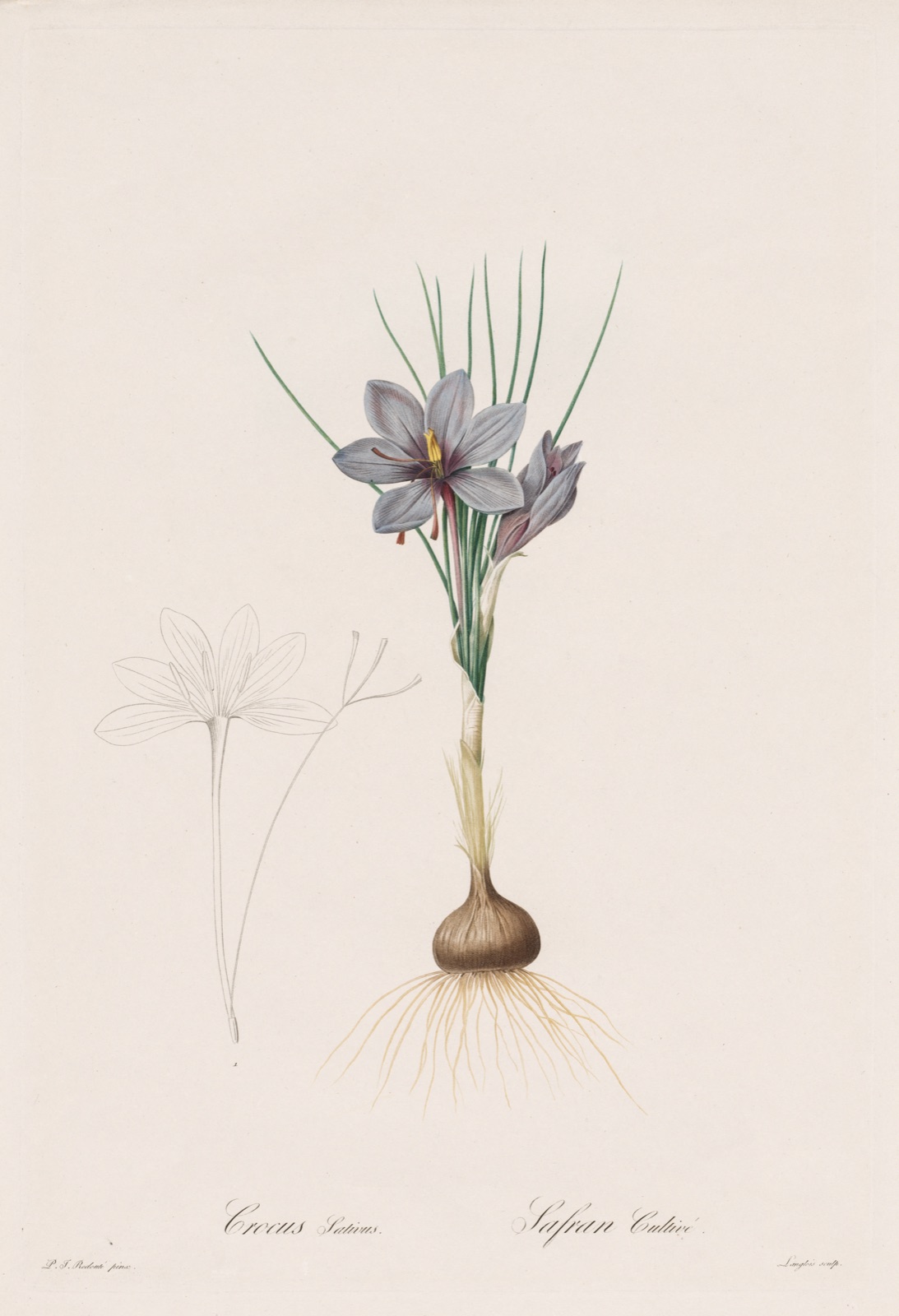 Les Liliacées: Crocus Sativus — Henri Joseph Redouté (French, 1766–1853)
