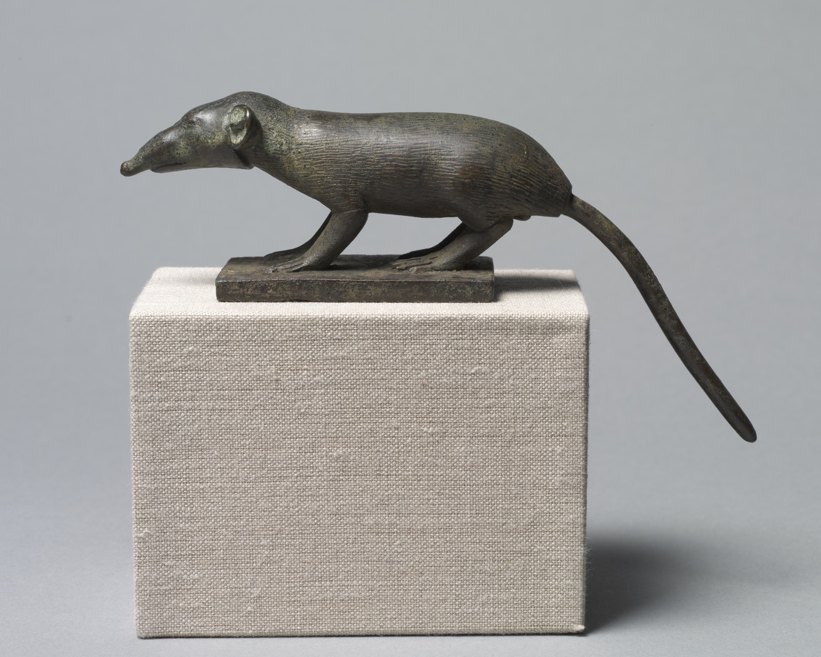 Shrew