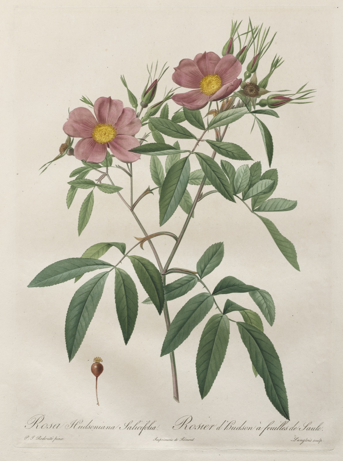 Les Roses: Rosa Hudsoniana Salicifolia — Pierre-Joseph Redouté (French, 1759–1840)