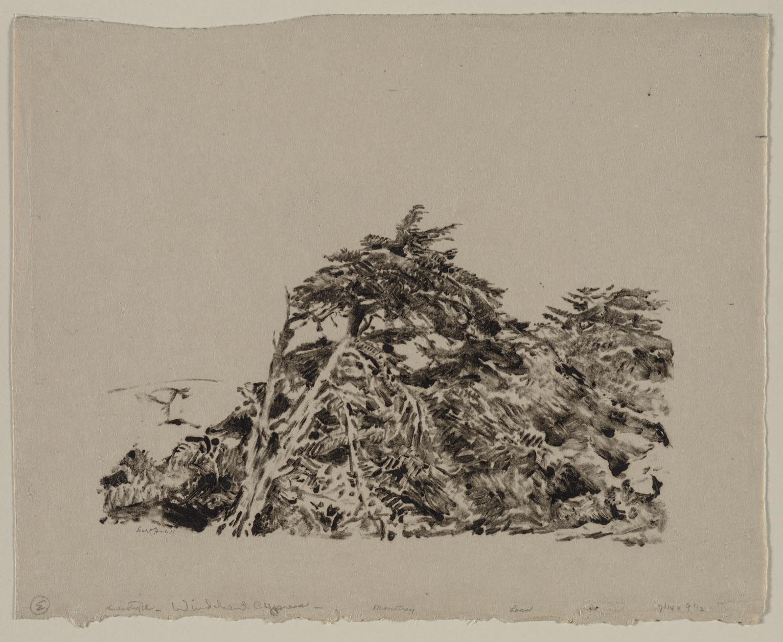 Windbent Cypress — Ernest Haskell (American, 1876–1925)